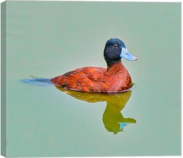  Lake Coloured Duck Reflections Canvas Print by chris hyde