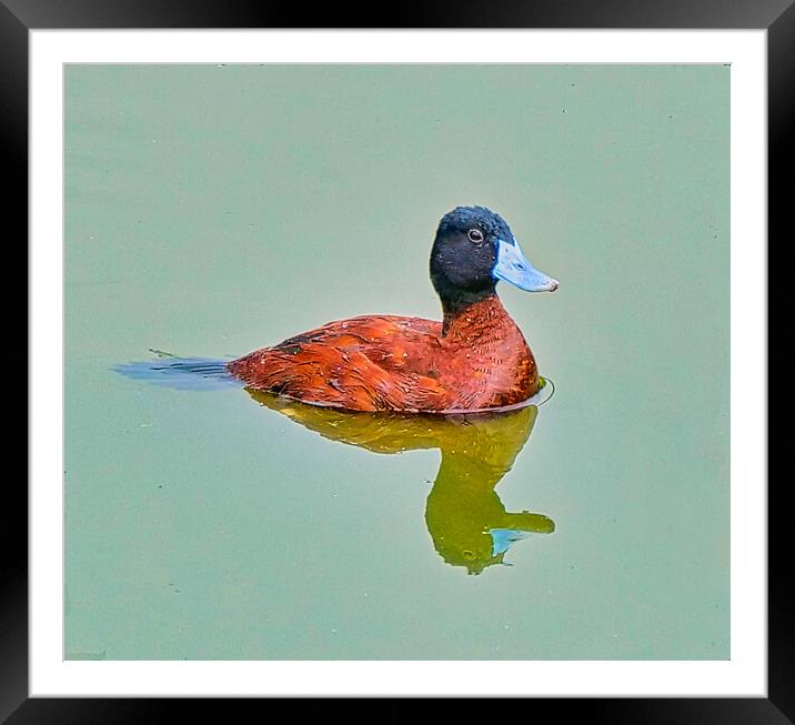  Lake Coloured Duck Reflections Framed Mounted Print by chris hyde