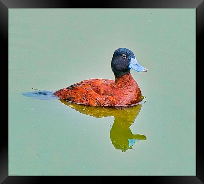  Lake Coloured Duck Reflections Framed Print by chris hyde