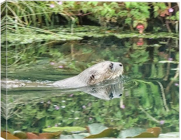 Glistening Otter Reflections Wildlife Canvas Print by chris hyde