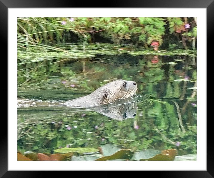 Glistening Otter Reflections Wildlife Framed Mounted Print by chris hyde