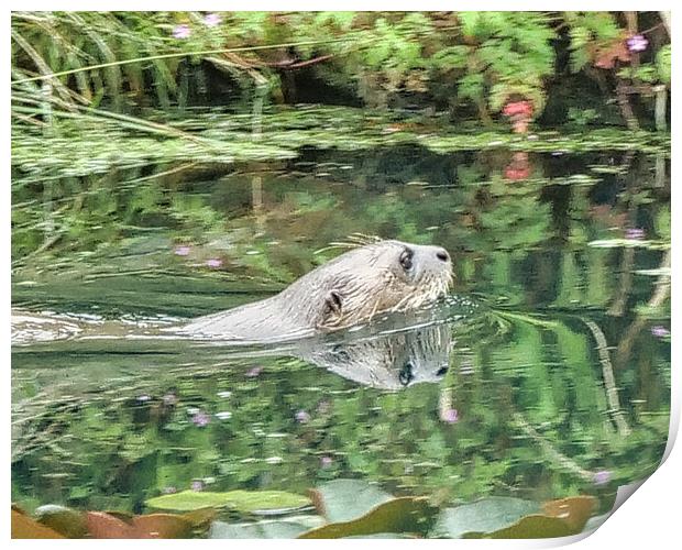 Glistening Otter Reflections Wildlife Print by chris hyde