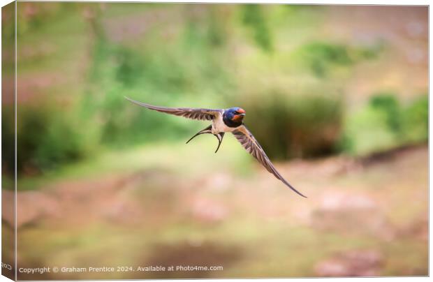 Swallow in Flight Canvas Print by Graham Prentice