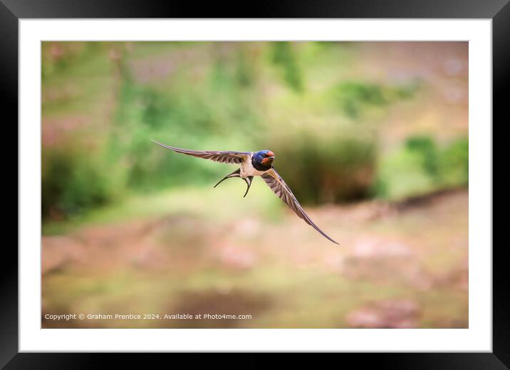 Swallow in Flight Framed Mounted Print by Graham Prentice