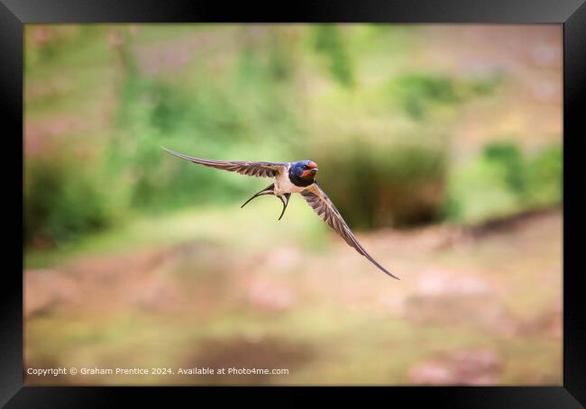 Swallow in Flight Framed Print by Graham Prentice