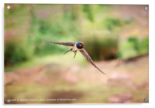 Swallow in Flight Acrylic by Graham Prentice