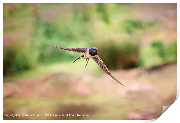 Swallow in Flight Print by Graham Prentice