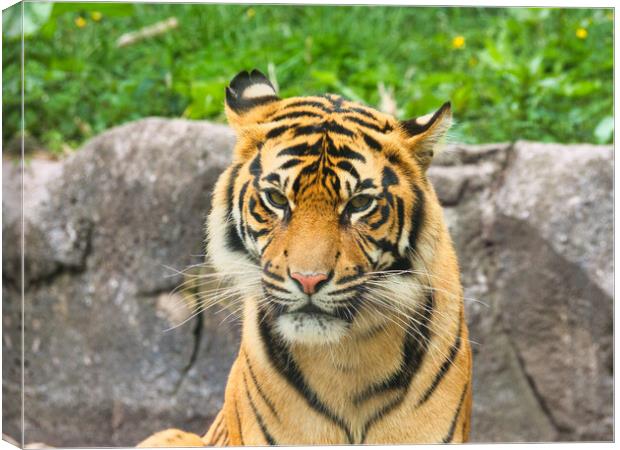 Powerful Tiger Portrait Closeup Canvas Print by chris hyde