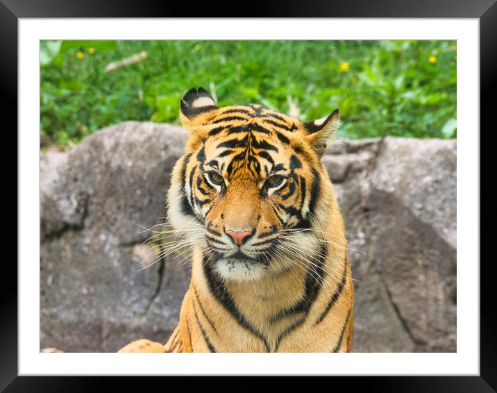 Powerful Tiger Portrait Closeup Framed Mounted Print by chris hyde