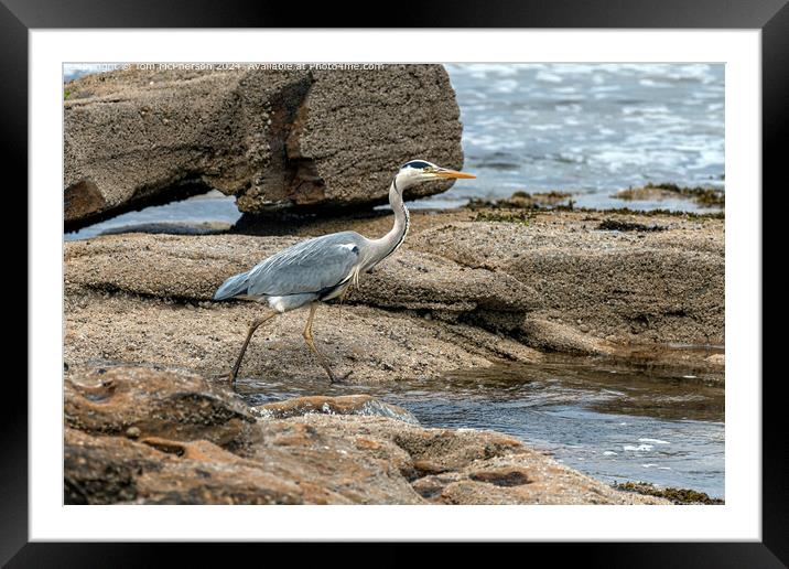 Grey Heron Coastal Portrait Framed Mounted Print by Tom McPherson