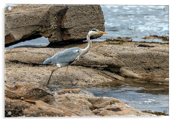 Grey Heron Coastal Portrait Acrylic by Tom McPherson