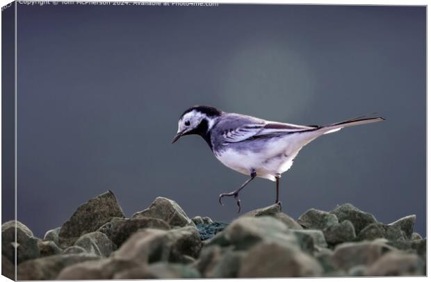 Pied Wagtail  Canvas Print by Tom McPherson