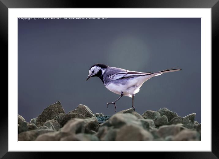 Pied Wagtail  Framed Mounted Print by Tom McPherson