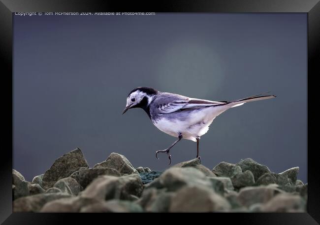 Pied Wagtail  Framed Print by Tom McPherson