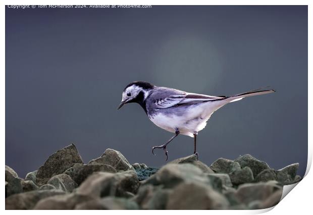 Pied Wagtail  Print by Tom McPherson