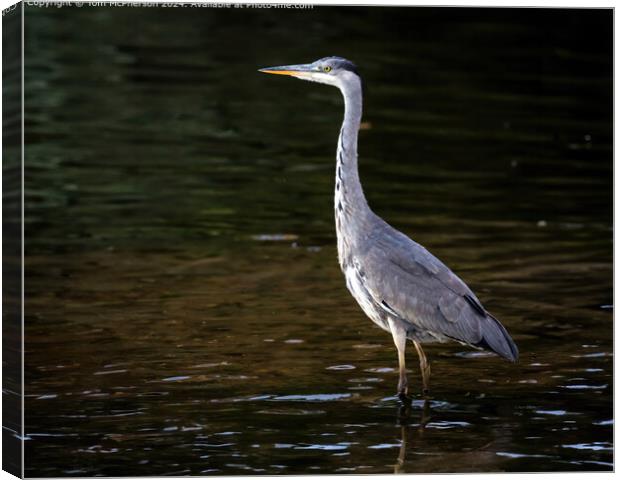 Grey Heron Bird Wildlife Canvas Print by Tom McPherson