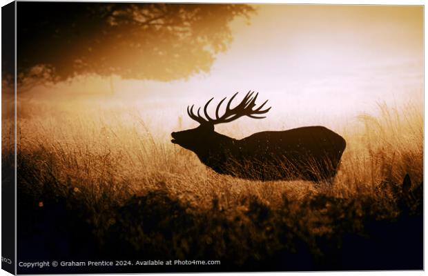 Red Deer Stag Silhouetted Canvas Print by Graham Prentice