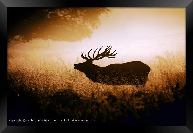 Red Deer Stag Silhouetted Framed Print by Graham Prentice