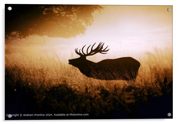 Red Deer Stag Silhouetted Acrylic by Graham Prentice