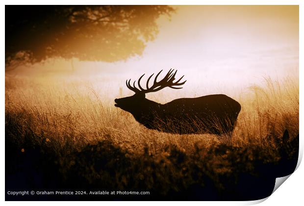 Red Deer Stag Silhouetted Print by Graham Prentice