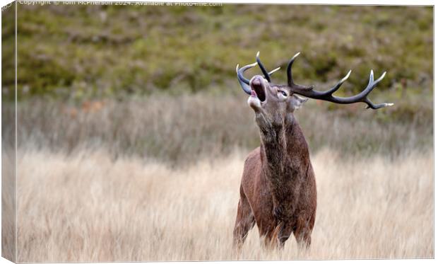 Highland Stag Bellowing Canvas Print by Tom McPherson