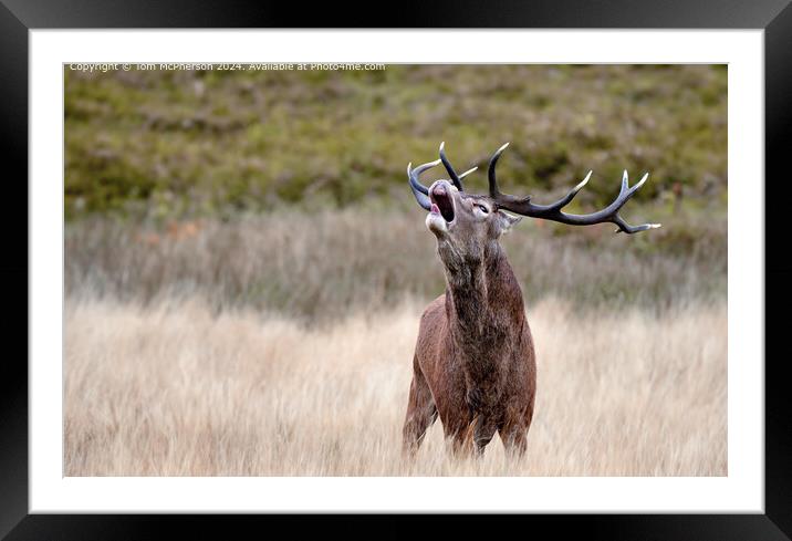 Highland Stag Bellowing Framed Mounted Print by Tom McPherson