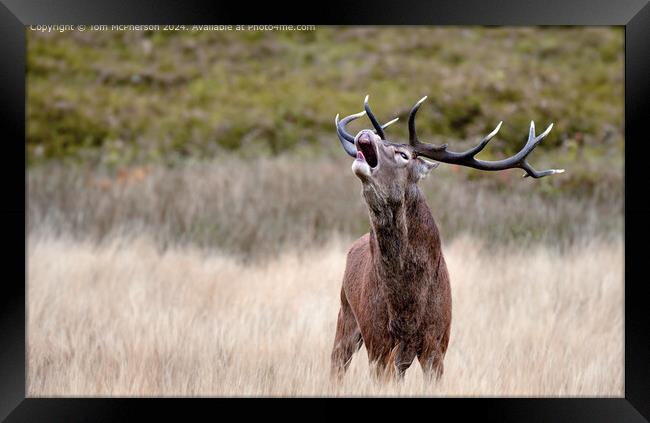 Highland Stag Bellowing Framed Print by Tom McPherson