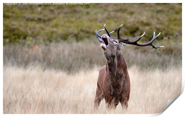 Highland Stag Bellowing Print by Tom McPherson