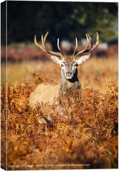 Red Deer Stag in Bracken Canvas Print by Graham Prentice