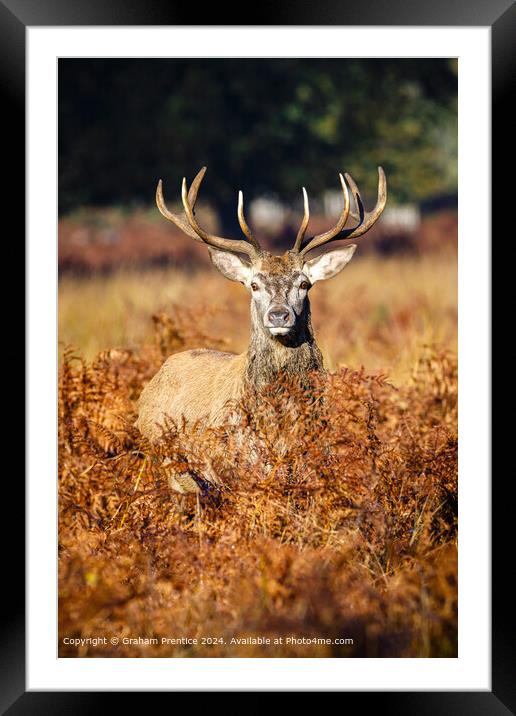 Red Deer Stag in Bracken Framed Mounted Print by Graham Prentice