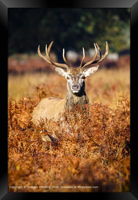 Red Deer Stag in Bracken Framed Print by Graham Prentice