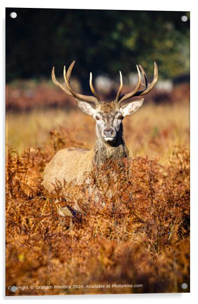 Red Deer Stag in Bracken Acrylic by Graham Prentice