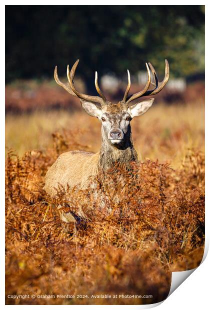 Red Deer Stag in Bracken Print by Graham Prentice