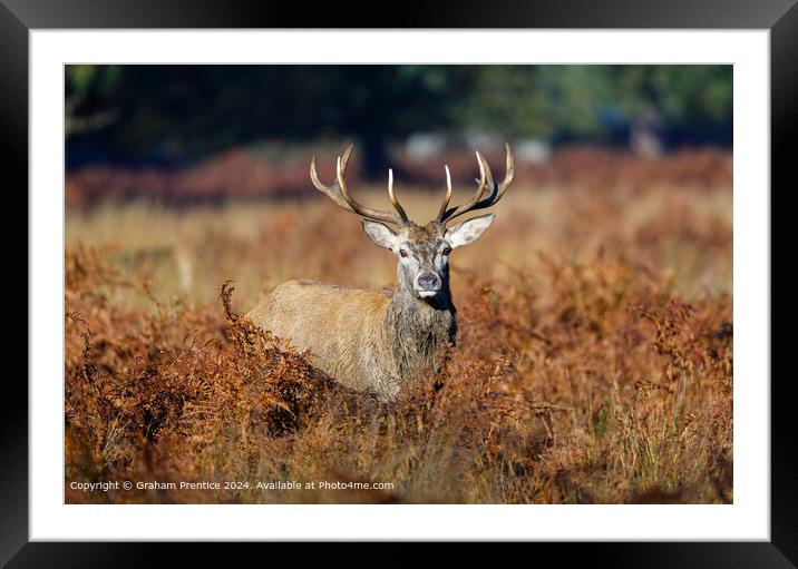 Red Deer Stag in Morning Light Framed Mounted Print by Graham Prentice