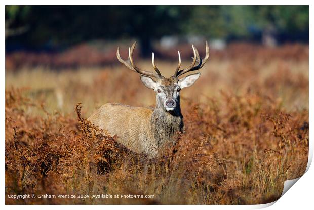 Red Deer Stag in Morning Light Print by Graham Prentice