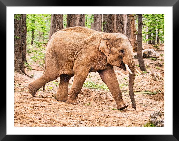 Majestic Asian Elephant Running in Forest Framed Mounted Print by chris hyde