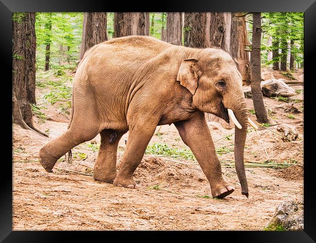 Majestic Asian Elephant Running in Forest Framed Print by chris hyde