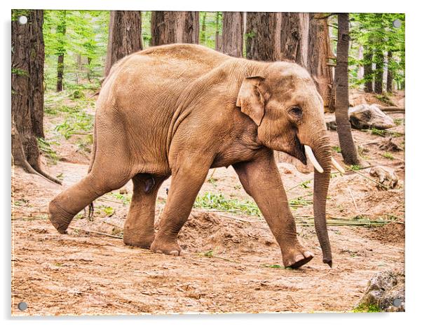 Majestic Asian Elephant Running in Forest Acrylic by chris hyde