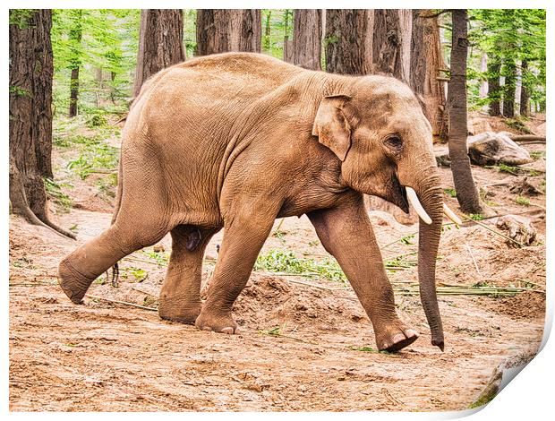 Majestic Asian Elephant Running in Forest Print by chris hyde