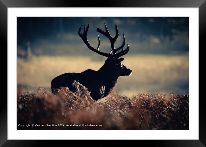 Red Deer Silhouette in Richmond Park Framed Mounted Print by Graham Prentice