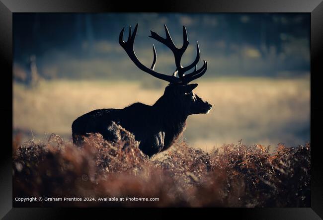 Red Deer Silhouette in Richmond Park Framed Print by Graham Prentice