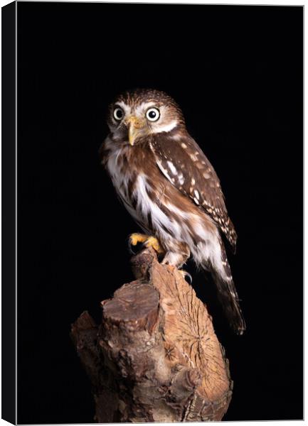 Pygmy Owl Staring Forward Canvas Print by Alan Tunnicliffe