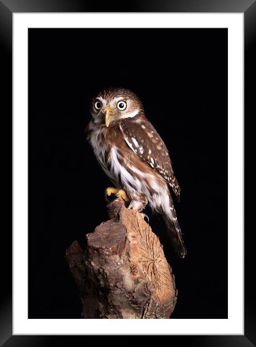 Pygmy Owl Staring Forward Framed Mounted Print by Alan Tunnicliffe