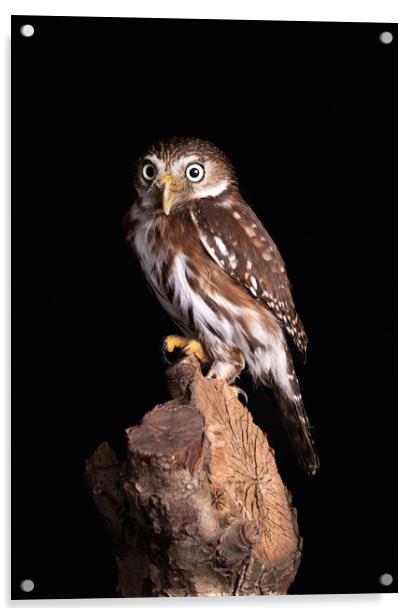 Pygmy Owl Staring Forward Acrylic by Alan Tunnicliffe