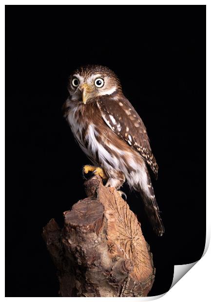 Pygmy Owl Staring Forward Print by Alan Tunnicliffe