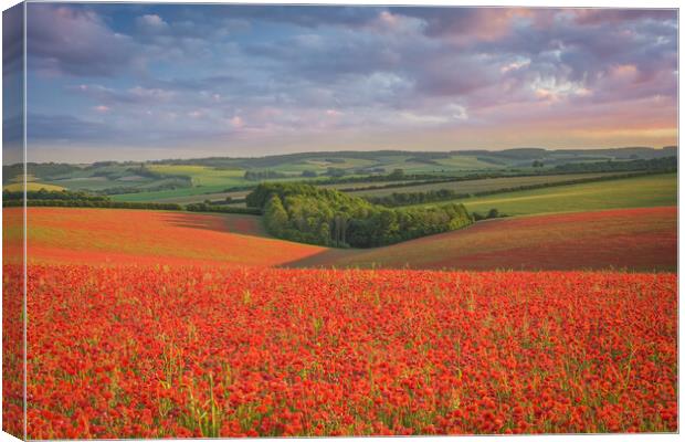Red Poppy Field Sunset in Wiltshire UK  Canvas Print by Shaun Jacobs