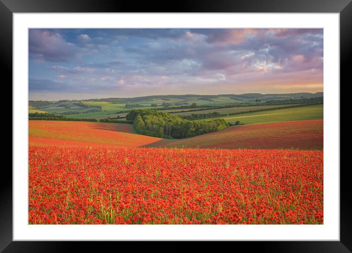 Red Poppy Field Sunset in Wiltshire UK  Framed Mounted Print by Shaun Jacobs