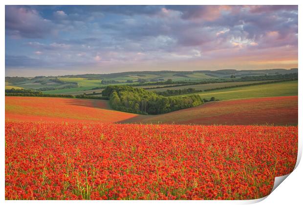 Red Poppy Field Sunset in Wiltshire UK  Print by Shaun Jacobs