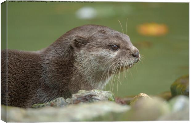 Otter Wildlife Habitat Canvas Print by rawshutterbug 