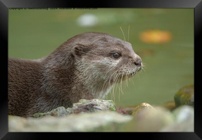Otter Wildlife Habitat Framed Print by rawshutterbug 